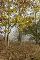 Pathway through trees with autumn foliage, into misty countryside. East Cralington, Northumberland, england, UK.