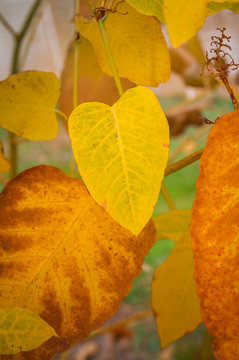 Herzblatt, herzf&ouml;rmiges Blatt in warmen Herbstfarben &ndash; herbstlich, dekorativ, plakativ, Gru&szlig;karte; Reynoutria japonica