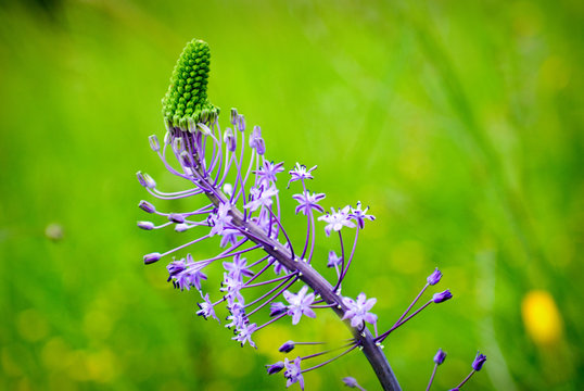 Hyacinth Squill