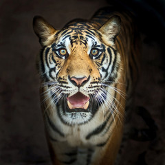 Tigers,