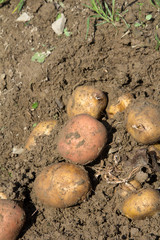 Harvesting potatoes - selective focus