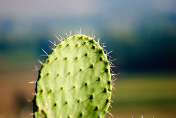 Sabra Cactuses