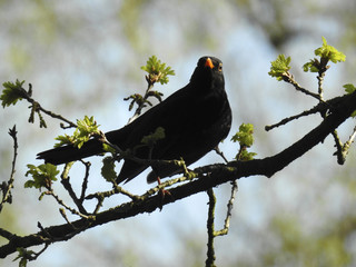 Vögel