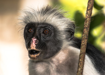 Sansibar Stummelaffe (red colubus)