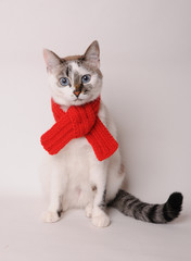 Blue-eyed cat wearing a red knitted scarf on a light background