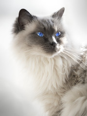 Close up of a blue colorpoint Ragdoll cat lying in sunlight