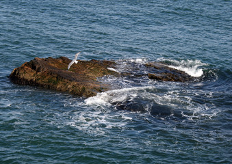 Meer mit Felsen und Möwe