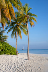 Palme sulla spiaggia, Maldive