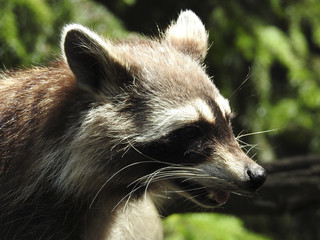 Waschbär