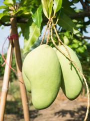 Bunch of green on tree. Selective focus on mango. Selective focus