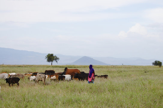 African Cattle Herder - Tanzania