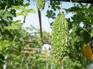 Bitter gourd hanging on a vine in garden,bitter melon,momodica