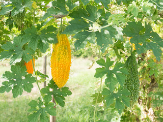 Bitter gourd hanging on a vine in garden,bitter melon,momodica