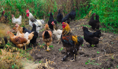 Year of the Rooster 2017