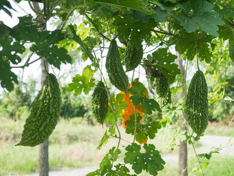 Bitter gourd hanging on a vine in garden,bitter melon,momodica