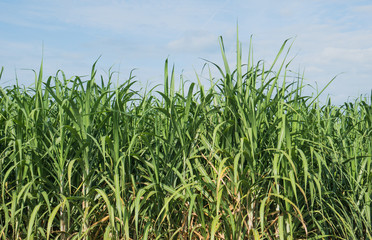 Cornfield on a bright summer day