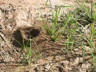 Ant Nest in Nature Environment