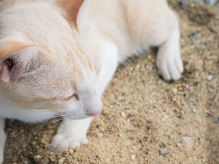 Cat sleep on the sand