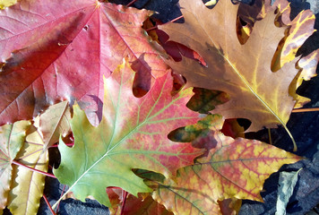 
Botanical, oak, oak, maple, leaf, macro, organic, season, flora, flower, botany, cheerful, design, bottom, natural, vibrant, green, beautiful, red, beauty, bunch,