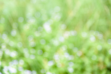 Obraz premium Abstract blurred nature background