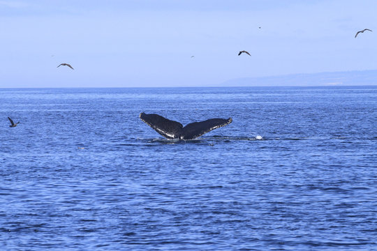 Queue de baleine grise
