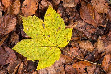 Fall foliage