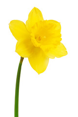 daffodils