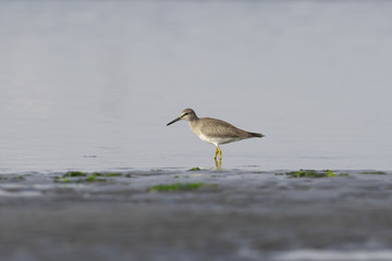キアシシギ(Grey-tailed Tattler)