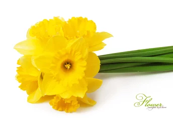 Foto op Canvas daffodils © ninell