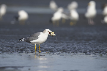 カニを食べるウミネコ