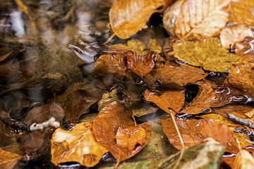 Autumn Leaves in Brook. Autumn Concept Wallpaper.