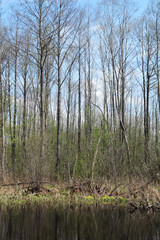 The lake in forest in spring, Russia 