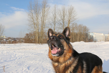 Dog german shepherd in a winter day