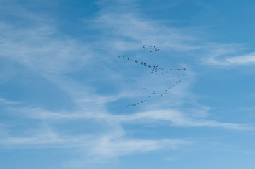 Oiseaux migrateurs en formation dans le ciel