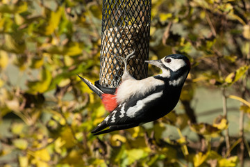 Great spotted woodpecker female hanging on a bird feeder with peanuts with autumn leaves in the background