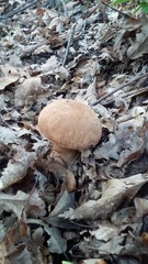 fungo porcino chiaro