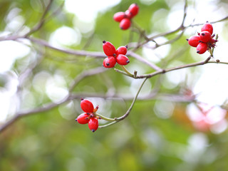 ハナミズキ　赤い実