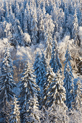 Coniferous forest with snow in the winter