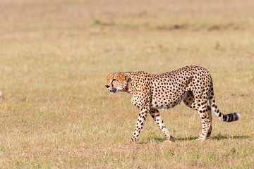 Cheetah walking in grass