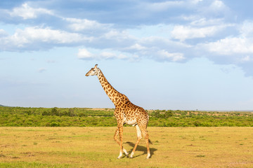 Giraffe walking