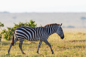 Fototapeta na wymiar Zebra walk on the savannah
