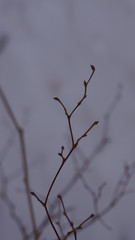 Branch