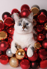 Blue-eyed white cat among Christmas balls