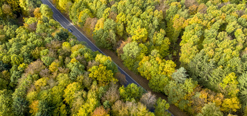 Herbstwald mit Straße