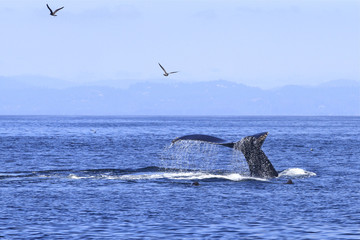 queue de baleine grise