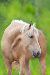 Obraz premium Portret konia Palomino odkryty