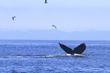 Naklejka premium queue de baleine grise