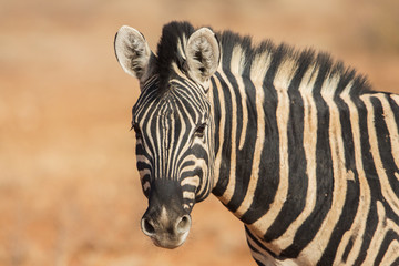 Plains zebra portrait (Equus quagga), Etosha National Park, Namibia