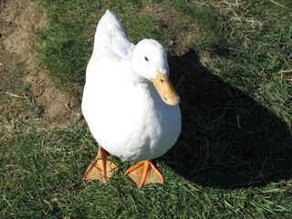 White duck on grass