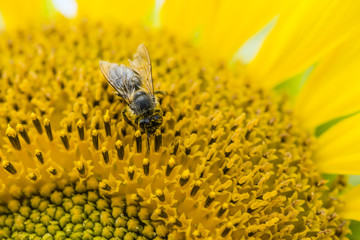 A Bee on a Sunflower (close-up shot)
